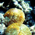 清麗蕈珊瑚