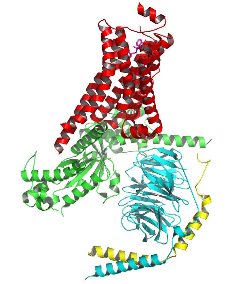 G蛋白偶聯受體