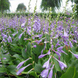 玉簪(Hosta plantaginea)