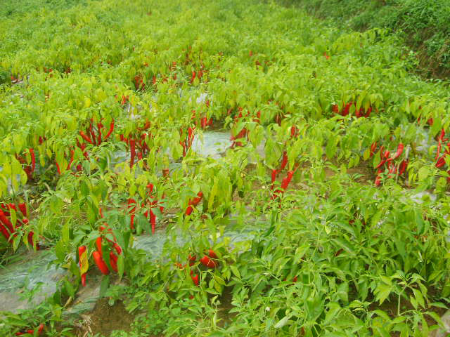 太坪村王那地海拔1280米，主產高山辣椒。