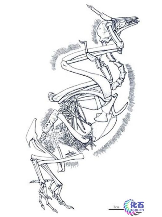 馬氏燕鳥 馬氏燕鳥