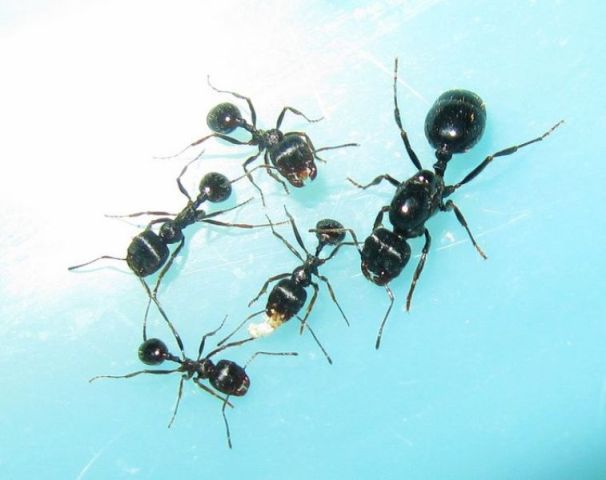 收穫蟻的蟻后（右一）和工蟻