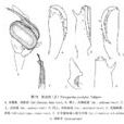 射肖蛸 射肖蛸