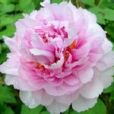 洛陽花王賦 洛陽花王賦