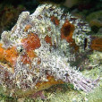 粗頜躄魚 粗頜躄魚