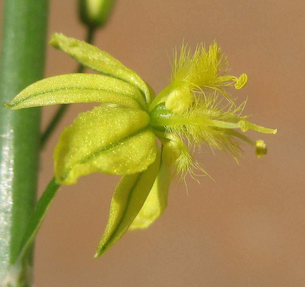 鱗芹（Bulbine frutescens）的花