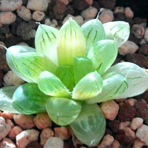 琥珀玉露 琥珀玉露