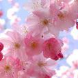 中華櫻花 中華櫻花