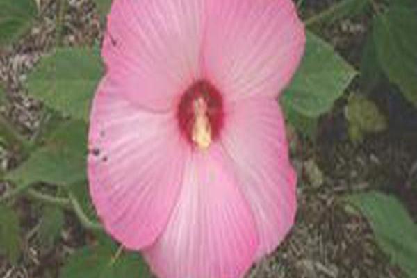 Hibiscus moscheutos \x27Who says\x27 Hibiscus moscheutos \x27Who says\x27