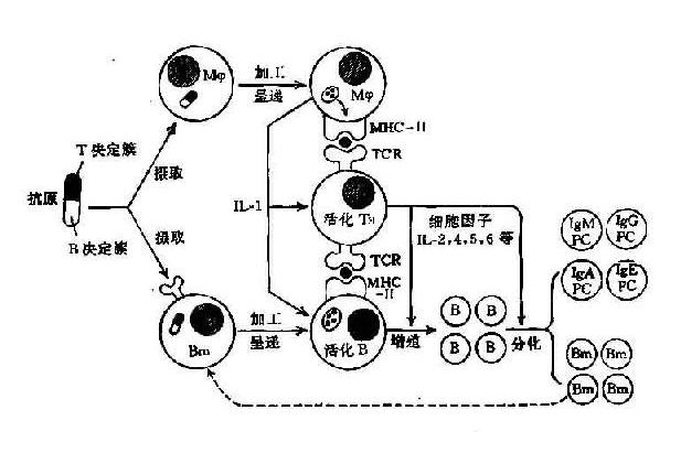 抗體形成 抗體形成