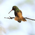 華麗蜂鳥 華麗蜂鳥