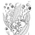 毛泡花樹 毛泡花樹