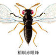 稻螟赤眼蜂 稻螟赤眼蜂