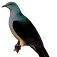 帝汶皇鳩 帝汶皇鳩