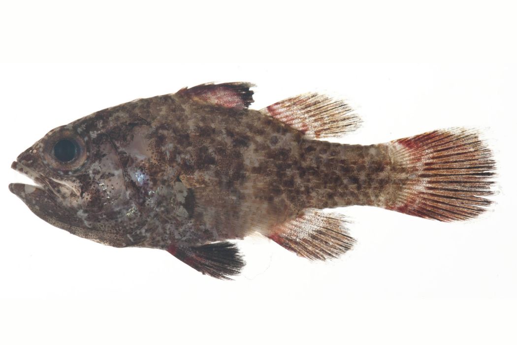 黑天竺魚