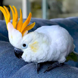 橘冠鳳頭鸚鵡