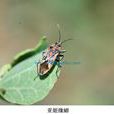 亞姬緣蝽 亞姬緣蝽