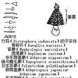 囊群蓋 囊群蓋