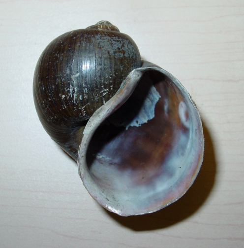 雄性Pomacea insularum的殼