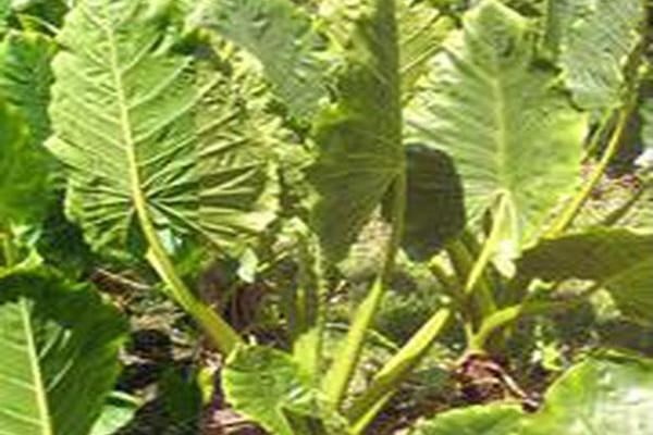 Alocasia macrorrhizos Alocasia macrorrhizos