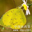 山楂粉蝶 山楂粉蝶