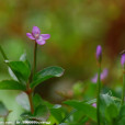 細籽柳葉菜(異葉柳葉菜) 細籽柳葉菜(異葉柳葉菜)