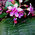 虎顏花 虎顏花