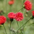 絨纓菊 絨纓菊