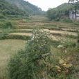 風簸山村 風簸山村