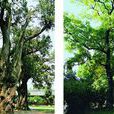 善果寺 善果寺