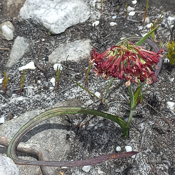 Codonorhiza micrantha