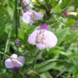 福建通泉草 福建通泉草