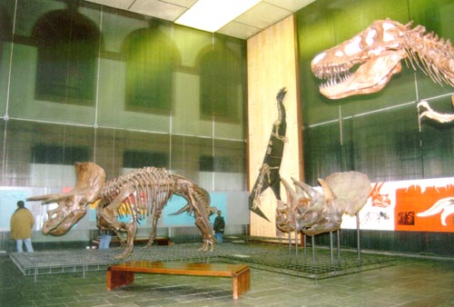 圖片①：森根堡博物館裡的恐龍