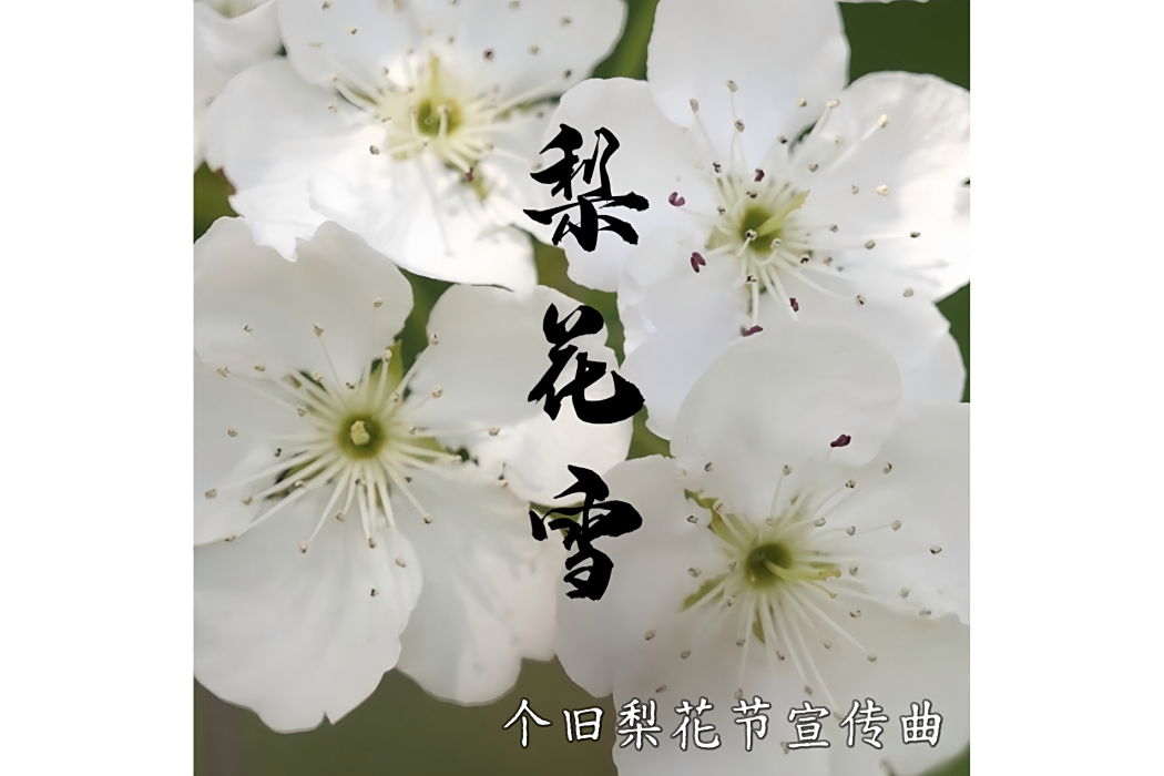 梨花雪(箇舊梨花節宣傳曲) 梨花雪(箇舊梨花節宣傳曲)