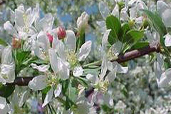 Malus \x27Jewelberry\x27 Malus \x27Jewelberry\x27