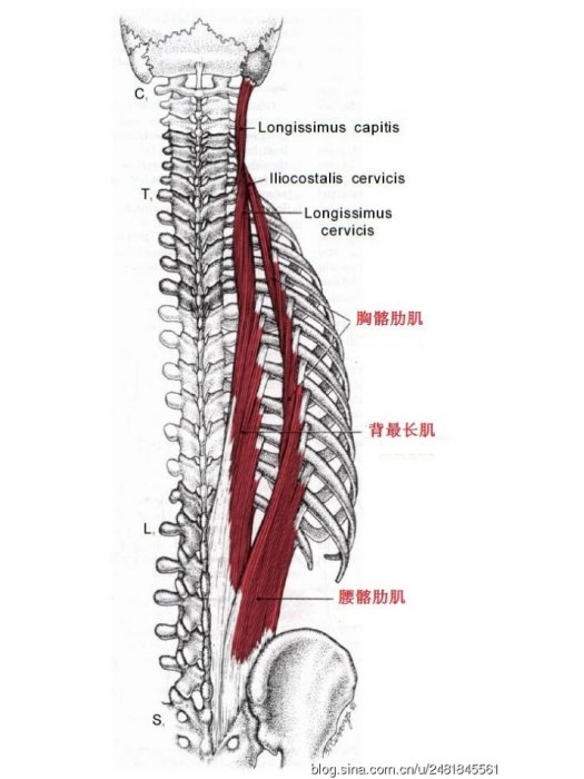 腰髂肋肌 腰髂肋肌