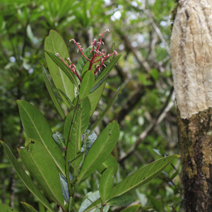 Tapeinosperma deflexum