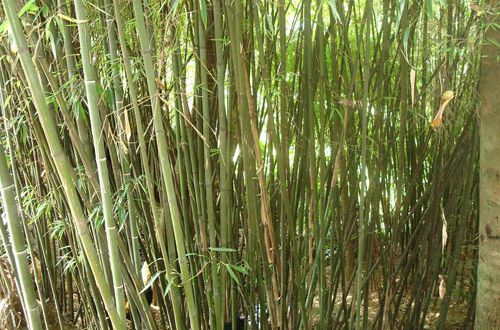 白節勒竹 白節勒竹