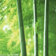 蝶竹 蝶竹