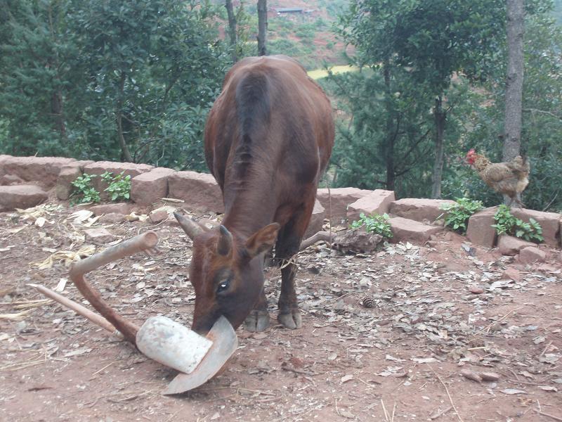 丁家山村村民養殖的牛