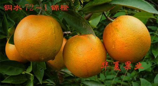 銅水72-1錦橙