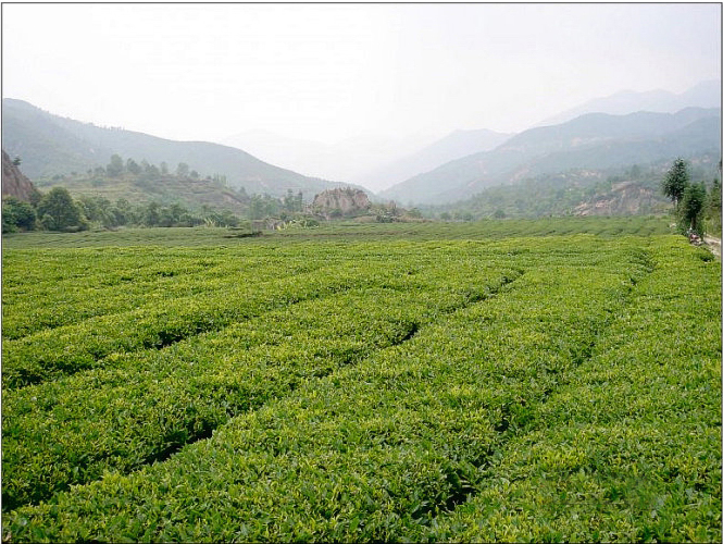 五房綠茶