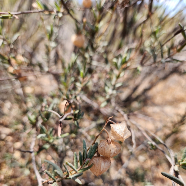 Guichenotia tuberculata