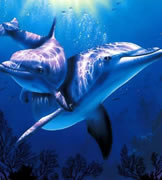 游泳動物——海豚
