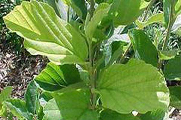 Hamamelis mollis \x27Goldcrest\x27 Hamamelis mollis \x27Goldcrest\x27