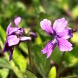 堇菜屬 堇菜屬