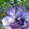藍色曼陀羅 藍色曼陀羅
