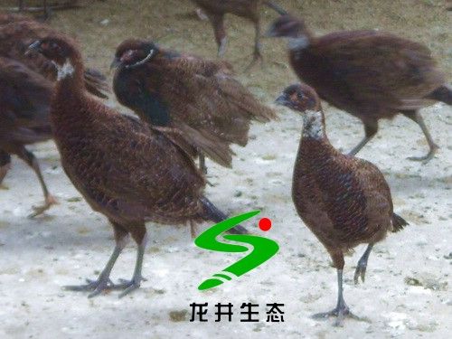 黑化山雞 黑化山雞