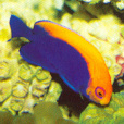 荊眼刺尻魚 荊眼刺尻魚