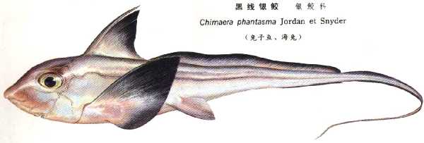 黑線銀蛟魚